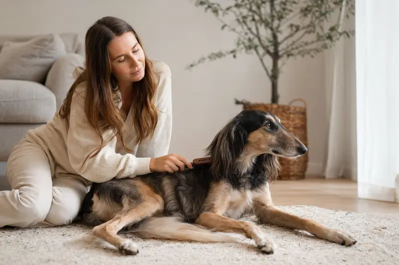 Ein Balutschi-Windhund wird liebevoll zuhause gebürstet.