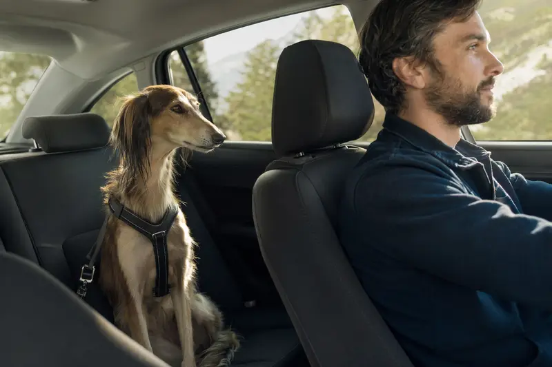 Ein Balutschi-Windhund sitzt sicher angeschnallt auf der Rückbank eines Autos, während sein Besitzer fährt.