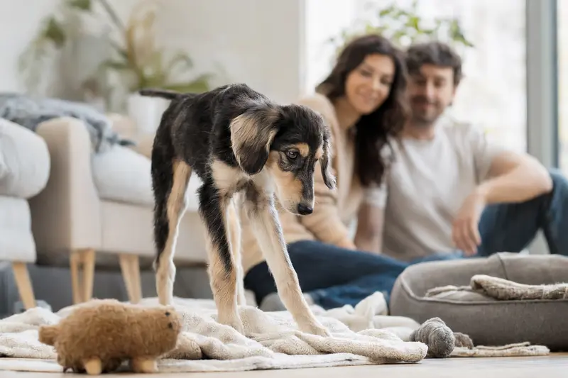 Ein junger Balutschi-Windhund Welpe erkundet neugierig sein neues Zuhause mit einer weichen Decke und Spielzeugen.