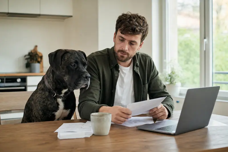 Ein ruhiger Bandog Hund sitzt neben seinem Besitzer am Küchentisch mit Versicherungsunterlagen und einem Laptop.