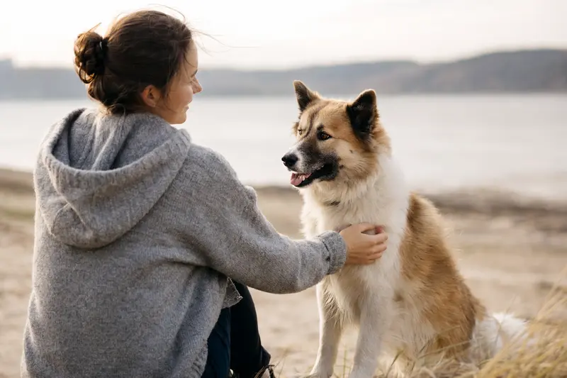 Ein aufmerksamer Bangkaew Dog steht mit seiner typischen Körperform vor hellem Hintergrund.