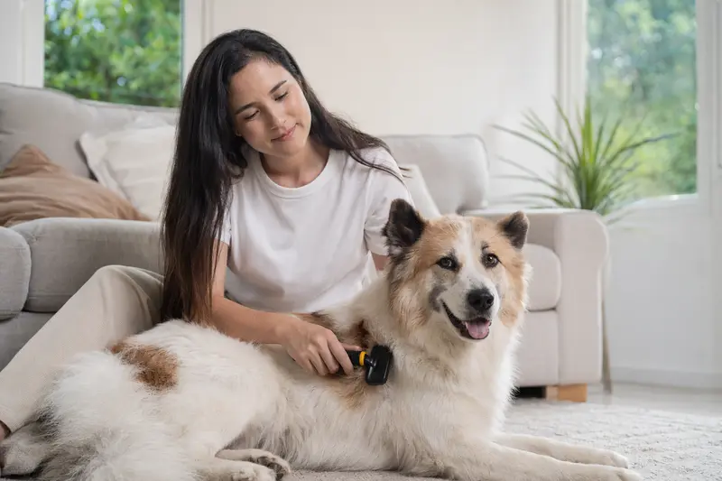 Ein Bangkaew Dog wird liebevoll von seinem Besitzer in einer hellen Wohnung gebürstet.