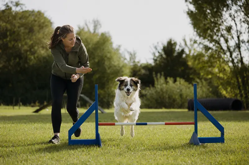 Ein Bangkaew Dog springt beim Training mit seinem Besitzer über eine kleine Hürde auf dem Hundeplatz.