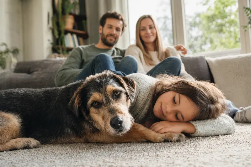 Ein entspannter Barac Hund liegt neben einem Kind im Wohnzimmer und schafft eine vertrauensvolle Familienatmosphäre.