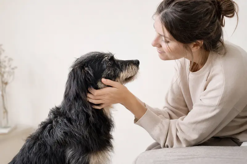 Ein aufmerksamer Barac Hund in natürlicher Haltung vor hellem Hintergrund, ideal für Beiträge über Tiergesundheit.