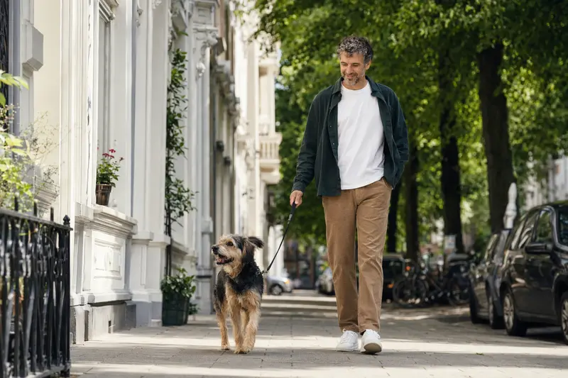 Ein Barac Hund läuft gemeinsam mit seinem Besitzer an der Leine durch eine moderne Stadtstraße.