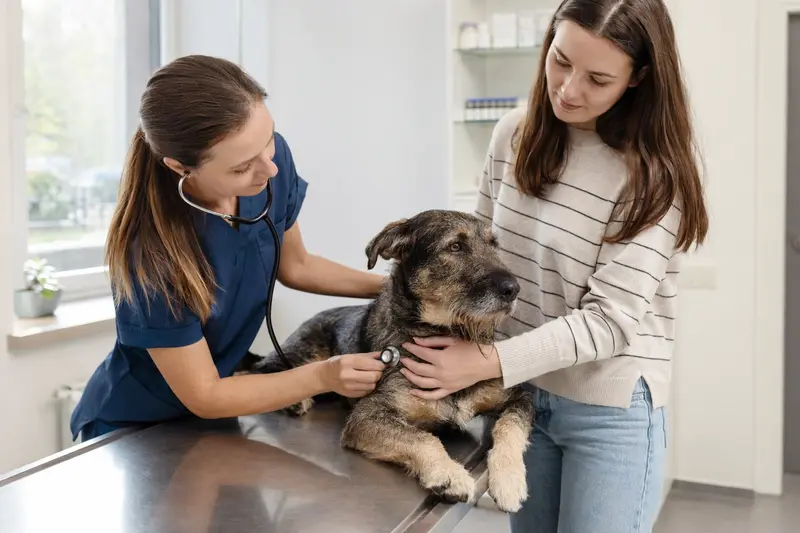 Bei einem Tierarztbesuch wird ein ruhiger Barac Hund von einer freundlichen Tierärztin mit einem Stethoskop untersucht.