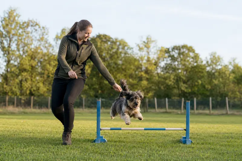 Ein Barac Hund springt mit seinem Besitzer über eine kleine Trainingshürde auf dem Hundeplatz und wirkt dabei aufmerksam, fit und freudig.