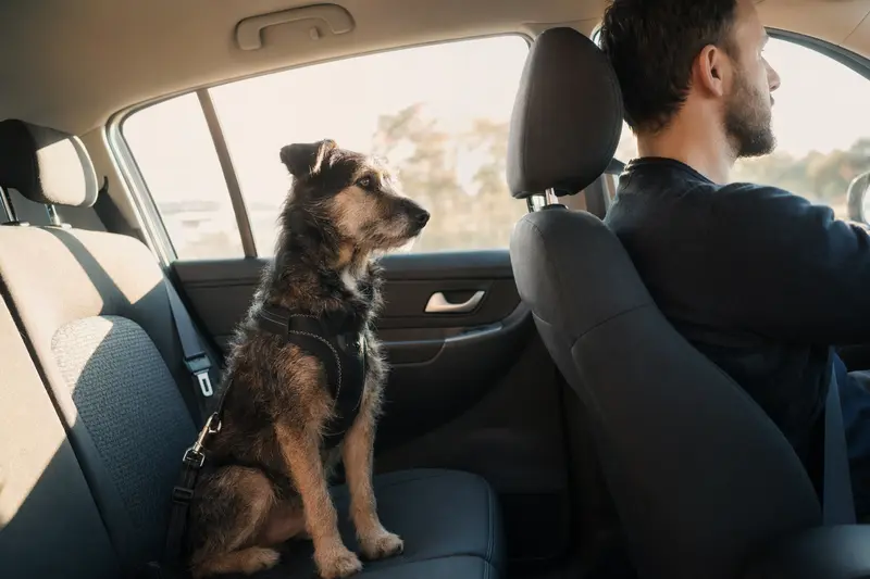 Ein Barac Hund ist angeschnallt auf der Rückbank eines Autos, während der Besitzer ruhig fährt und Sonnenlicht durch das Fenster strömt.