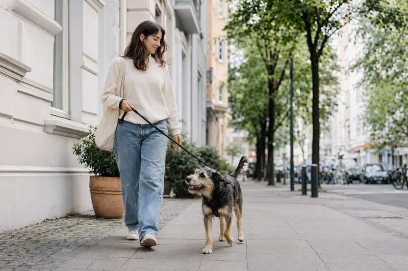 Ein Barak Hund läuft an der Leine mit seinem Besitzer durch eine moderne Stadtstraße.