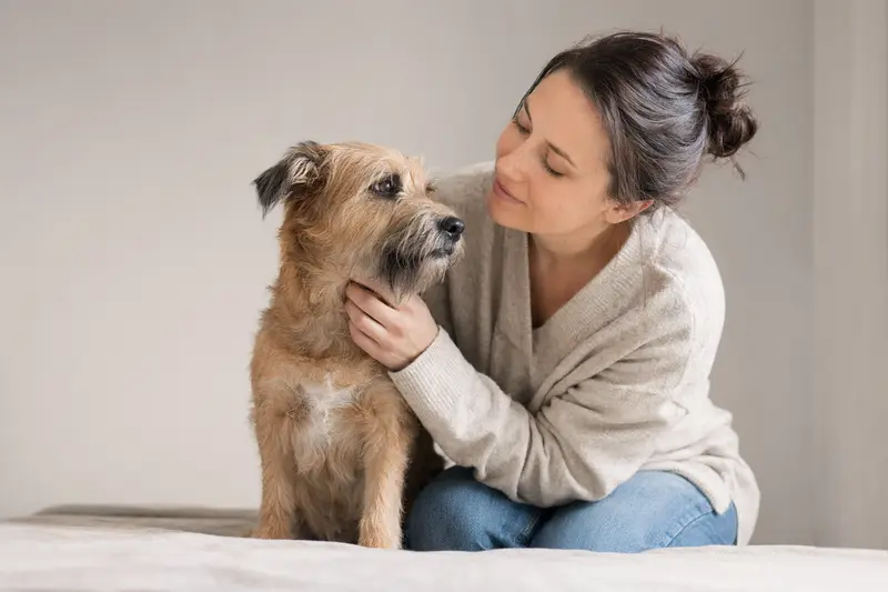 Aufmerksamer Barb Hund vor hellem Hintergrund, perfekt für einen Ratgeber über Tiergesundheit.