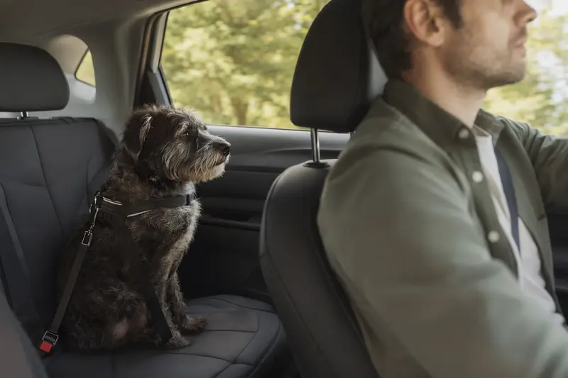 Ein Barb Hund sitzt sicher angeschnallt auf der Rückbank eines Autos, während der Besitzer aufmerksam fährt.