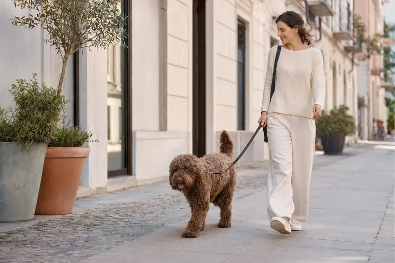 Ein Barbet Hund läuft entspannt an der Leine mit seinem Besitzer durch eine moderne, saubere Stadtstraße.
