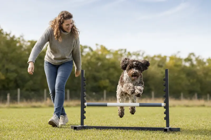 Ein aktiver Barbet Hund springt mit seinem Besitzer über eine kleine Trainingshürde auf dem Hundeplatz in sonniger Atmosphäre.