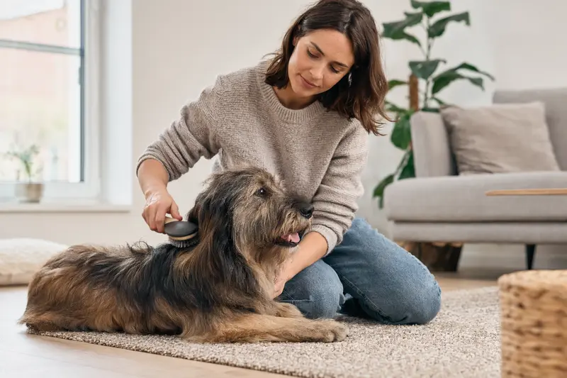 Ein Bardino Hund wird liebevoll von seinem Besitzer in einer hellen Wohnung gebürstet, dabei wird auf die Gesundheit und Pflege des Fells geachtet.