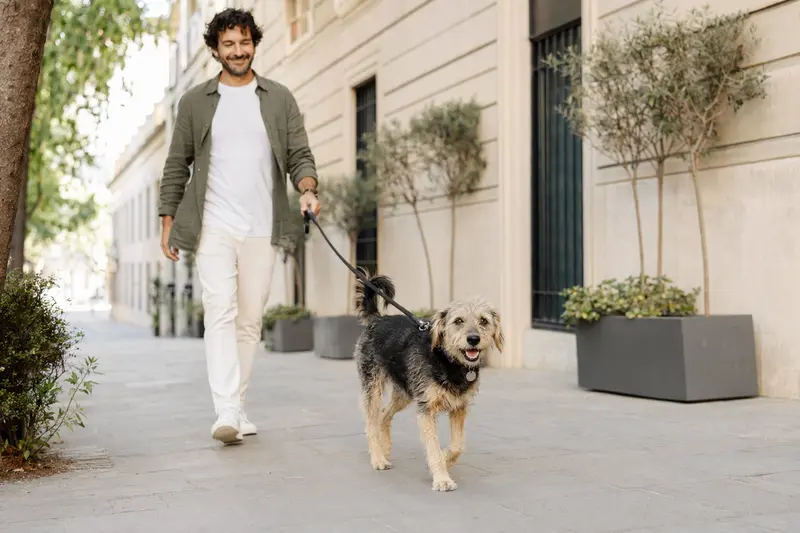 Ein Bardino Hund läuft an der Leine mit seinem Besitzer durch eine moderne Stadtstraße.