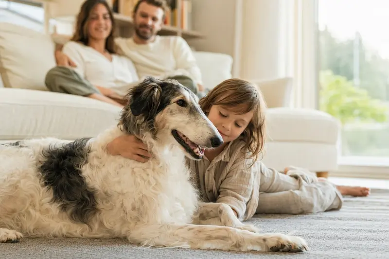 Ein entspannter Barsoi Hund liegt neben einem Kind im Wohnzimmer und strahlt eine familiäre Atmosphäre aus.