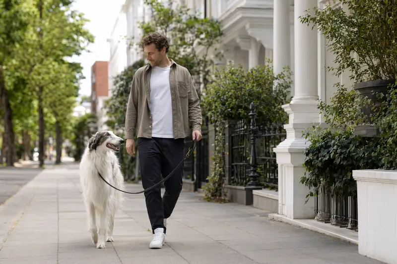 Ein Barsoi Hund läuft entspannt an der Leine mit seinem Besitzer durch eine moderne Stadtstraße.