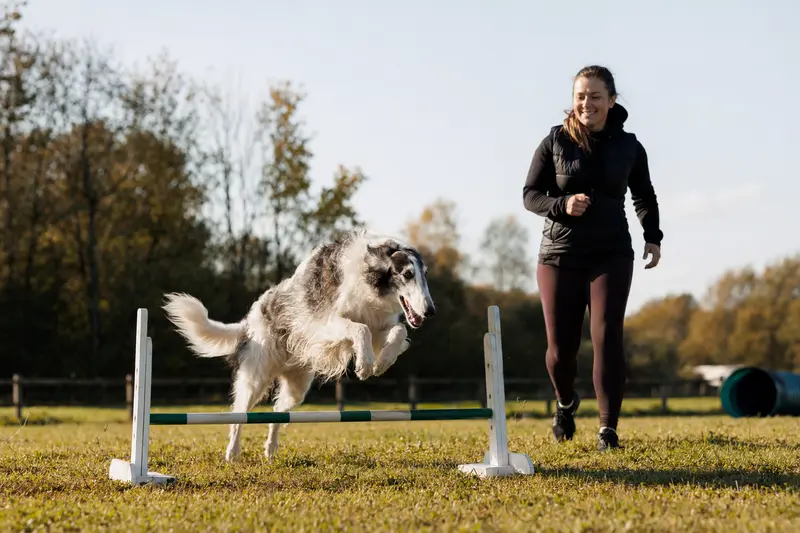 Ein Barsoi trainiert mit seinem Besitzer über eine kleine Hürde auf dem Hundeplatz in sonniger, sportlicher Atmosphäre.