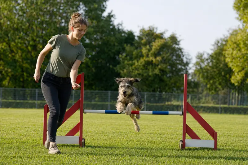 Ein Barzaia-Hund springt beim Training mit seinem Besitzer über eine kleine Hürde auf dem Hundeplatz.