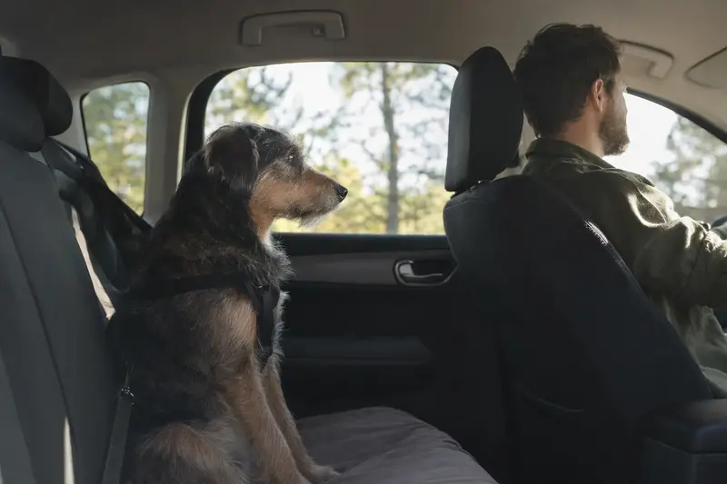 Ein Barzaia Hund sicher angeschnallt auf der Rückbank eines Autos, während der Besitzer ruhig fährt.