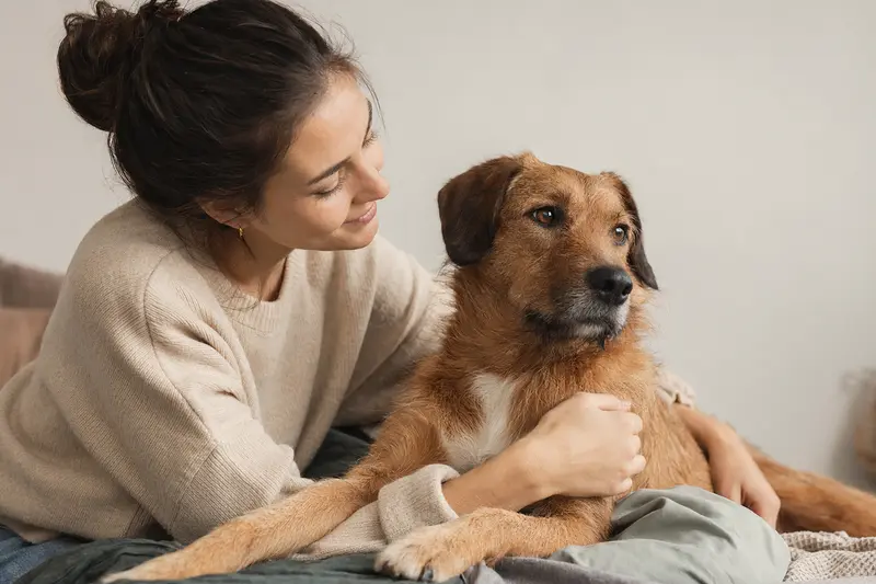Ein aufmerksam blickender Bas-Rouge Hund steht vor einem hellen Hintergrund und präsentiert seine typische Körperform und Fellstruktur.
