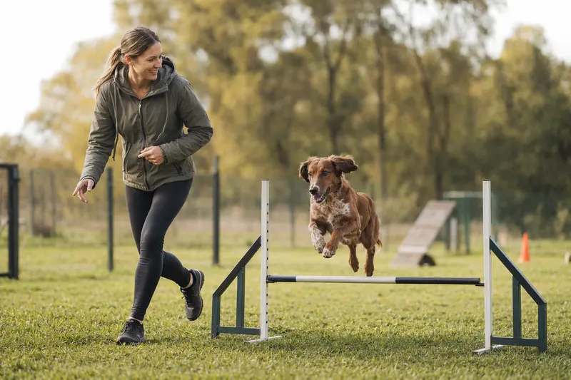 Ein Bas-Rouge Hund springt mit seinem Besitzer über eine kleine Trainingshürde auf dem Hundeplatz.