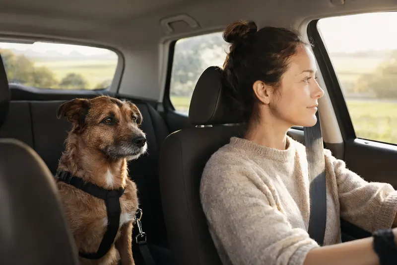 Ein Bas-Rouge Hund sitzt angeschnallt auf der Rückbank eines Autos und genießt die Fahrt.