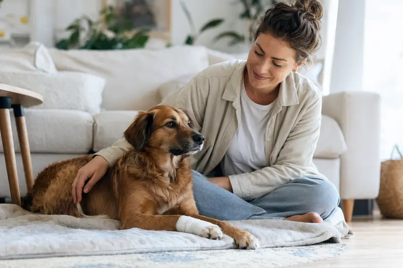 Ein Bas-Rouge Hund mit einem leichten Verband an der Pfote liegt entspannt neben seinem Besitzer in einer hellen Wohnung.