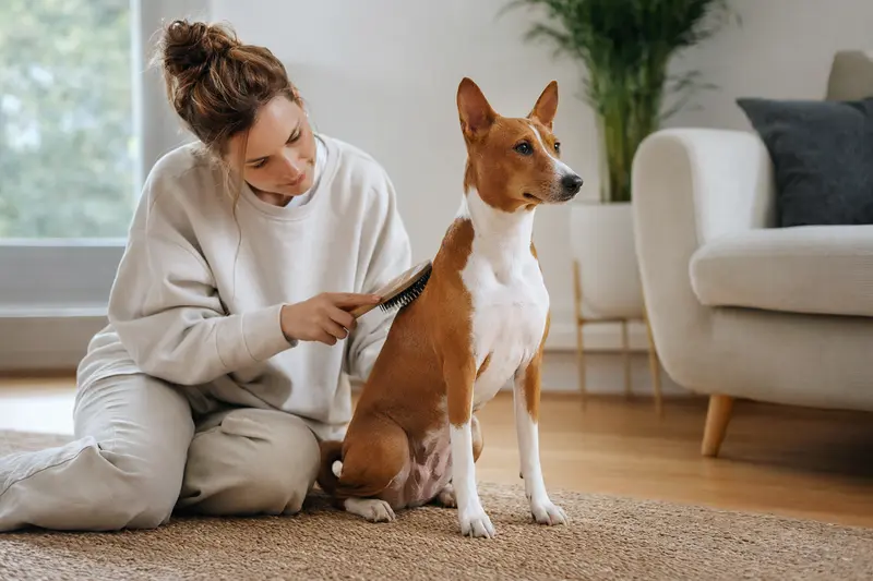 Ein Basenji Hund wird liebevoll von seinem Besitzer zuhause gebürstet, in einer hellen und ruhigen Umgebung.