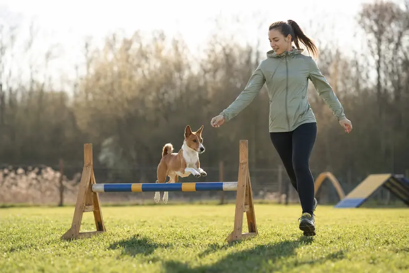 Ein Basenji springt mit seinem Besitzer über eine kleine Trainingshürde auf dem Hundeplatz.