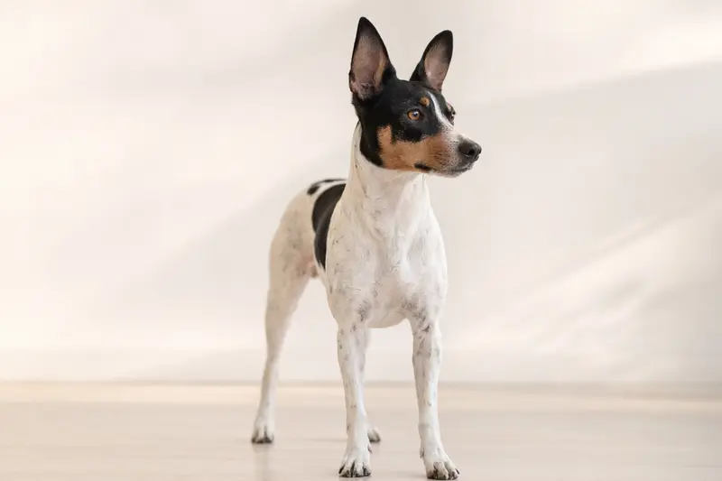 Ein aufmerksamer Baskischer Ratero Hund steht in natürlicher Haltung vor einem hellen Hintergrund.