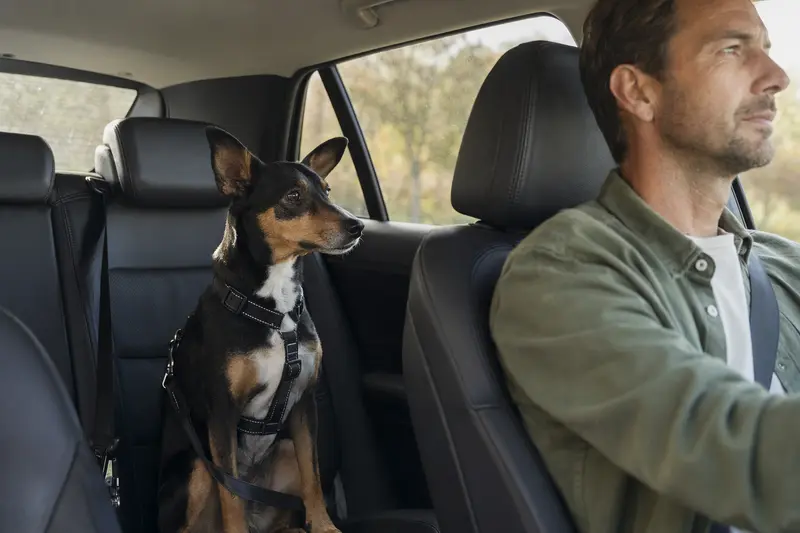 Ein baskischer Ratero Hund sitzt sicher angeschnallt auf der Rückbank eines Autos, während sein Besitzer ruhig fährt.