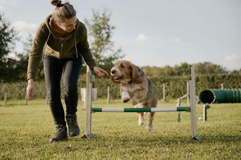 Ein Basset artésien normand trainiert mit seinem Besitzer auf einem Hundeplatz über eine kleine Hürde bei sonnigem Wetter.