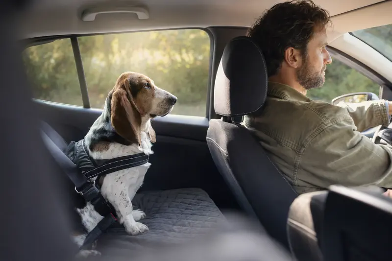 Ein Basset artésien normand Hund ist sicher auf der Rückbank eines Autos angeschnallt, während der Besitzer ruhig fährt.