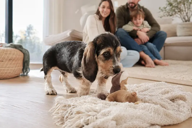 Ein neugieriger Basset artésien normand Welpe erkundet sein neues Zuhause auf einer weichen Decke mit Spielzeug, während eine liebevolle Familie im Hintergrund sichtbar ist.