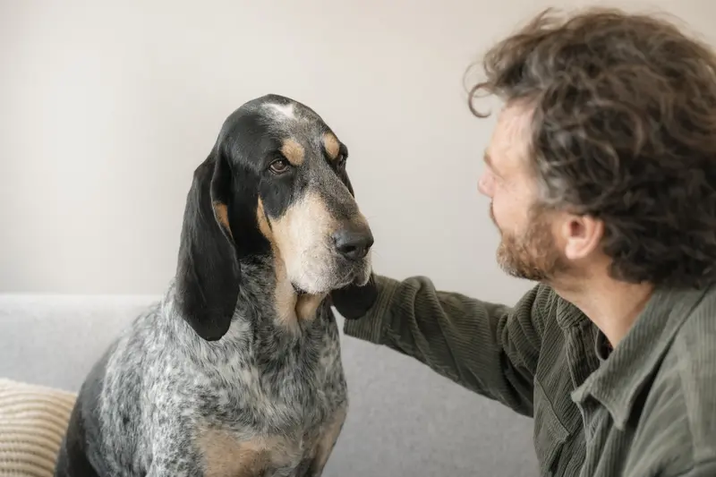 Ein aufmerksamer Basset Bleu de Gascogne Hund vor hellem Hintergrund in natürlicher Haltung.