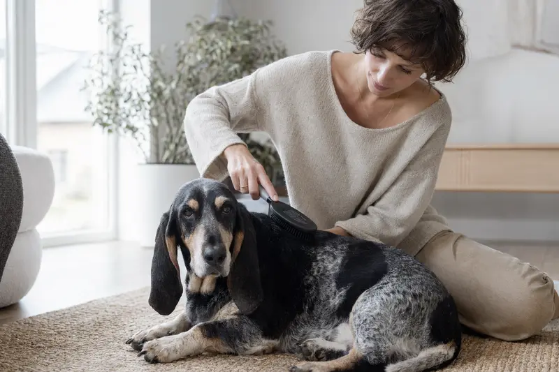 Ein Basset Bleu de Gascogne wird liebevoll von seinem Besitzer in einer hellen Wohnung gebürstet.