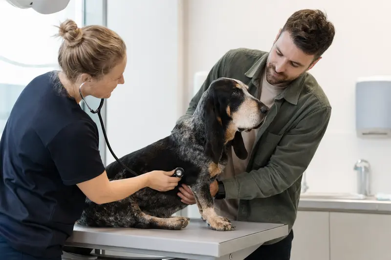 Ein Basset Bleu de Gascogne wird von einer freundlichen Tierärztin auf einem Untersuchungstisch in einer modernen Tierarztpraxis untersucht.
