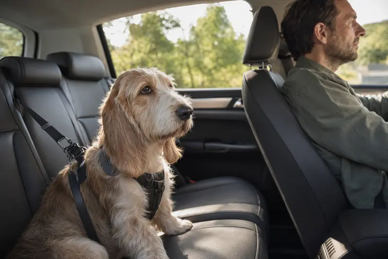 Ein Basset d'Artois Hund sitzt sicher angeschnallt auf der Rückbank eines Autos und genießt die Autofahrt.