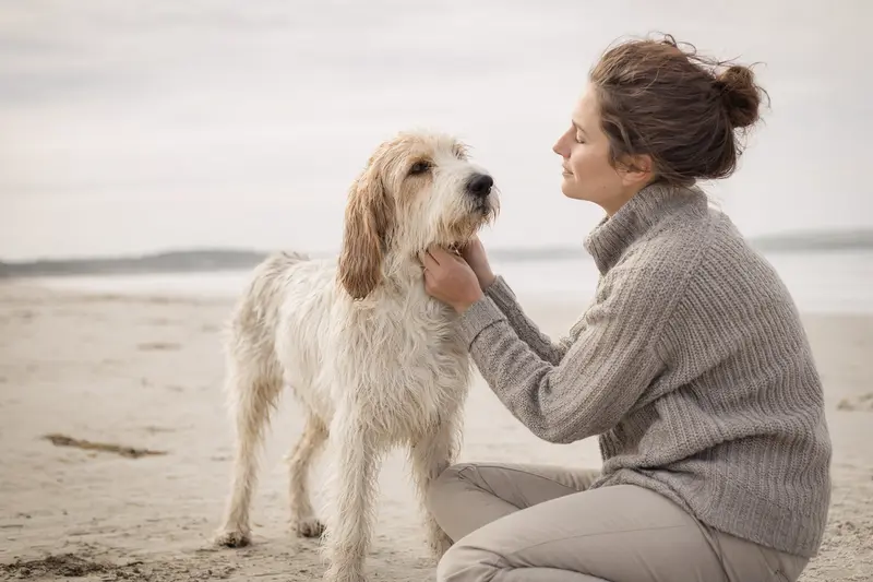 Ein schöner Basset Griffon Vendeen Hund sitzt aufmerksam vor einem hellen, neutralen Hintergrund und zeigt die typischen Merkmale seiner Rasse.