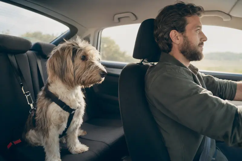 Ein Basset Griffon Vendeen Hund sitzt sicher angeschnallt auf der Rückbank eines Autos, während der Besitzer ruhig fährt.