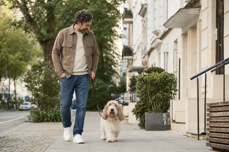 Ein Basset Griffon Vendeen (Petit) läuft an der Leine mit seinem Besitzer durch eine freundliche moderne Stadtstraße.