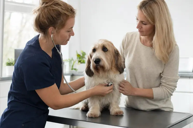 Eine Tierärztin untersucht einen ruhigen Basset Griffon Vendeen mit dem Stethoskop, während der Besitzer in der modernen Tierarztpraxis beruhigend daneben steht.