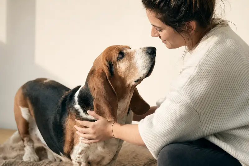 Ein aufmerksamer Basset Hound vor neutralem Hintergrund, ideal für tiergesundheitliche Themen.