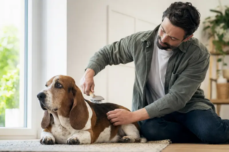 Ein Basset Hound wird liebevoll von seinem Besitzer zu Hause gebürstet, was die wichtige Fellpflege und Gesundheit des Hundes zeigt.