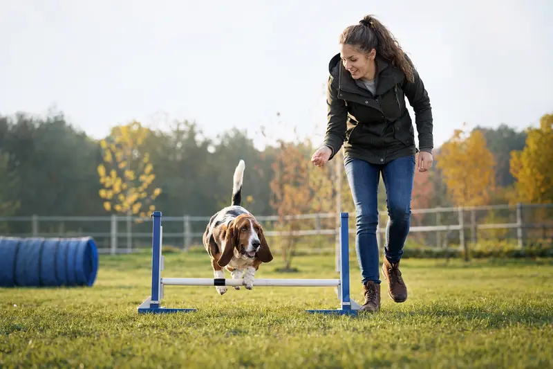 Ein aktiver Basset Hound trainiert mit seinem Besitzer auf einem Hundeplatz über eine kleine Trainingshürde.