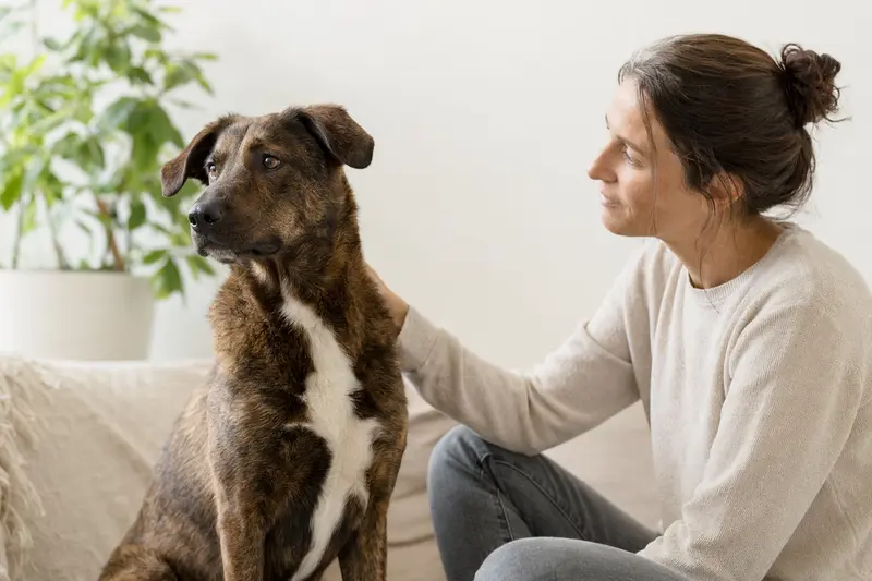 Ein Bawarski Sokol Hund steht aufmerksam vor einem hellen Hintergrund, mit klaren Details und weichem Licht.