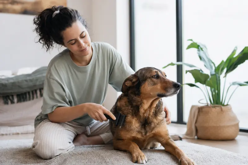 Ein Bawarski Sokol Hund wird sanft von seinem Besitzer in einer hellen Wohnung gebürstet.