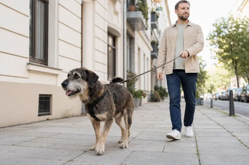 Ein Bawarski Sokol Hund läuft entspannt an der Leine mit seinem Besitzer in einer modernen Stadtstraße.